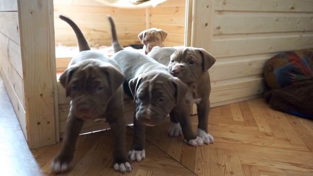 31 день. Щенки питбуля от Спарты (SHANTEL' CHOKLET LEDY) и Оззи (OZZY OZBORN GALAKTIKA VIKTORIYA) смотреть онлайн