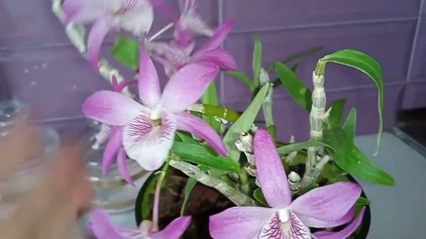 29.Dendrobium Rainbow Dance Akatsukinjan