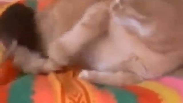 Кот и наглая крыса) смотреть онлайн