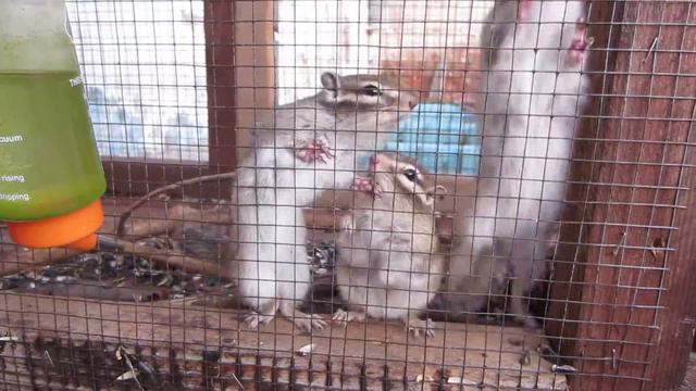 Шустрые бурундуки)))) смотреть онлайн