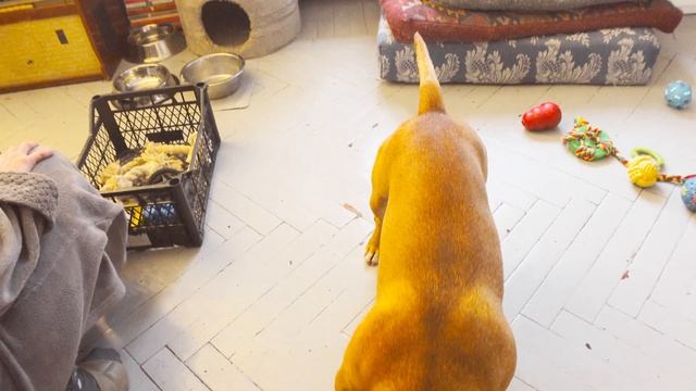 Мини бультерьер собирает свои игрушки в коробку. Минибуль Данчик. смотреть онлайн