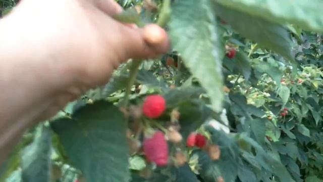 Плодоношение малины Элегантная и Жар птицы смотреть онлайн