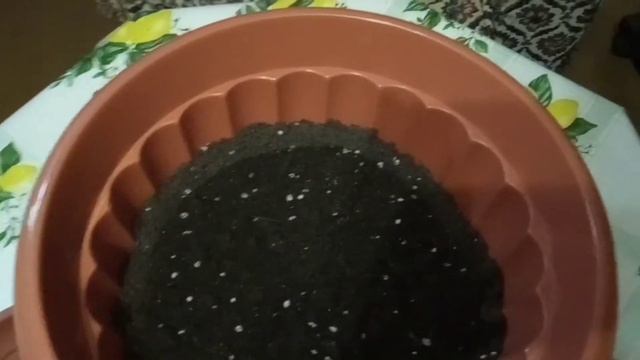Как пересадить денежное дерево. Мой опыт. смотреть онлайн