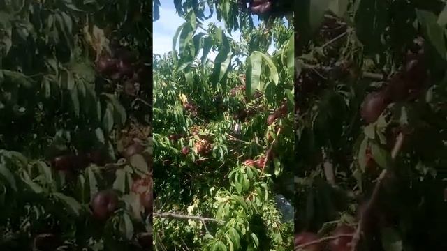 30 июля 2022 г. Персик. Уход за персиком смотреть онлайн