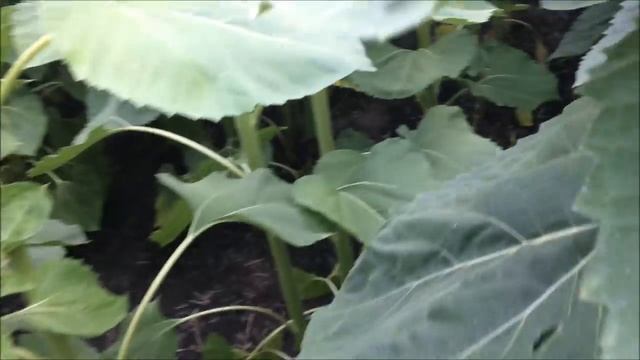 Syngenta Neoma и Alta seeds 158 смотреть онлайн