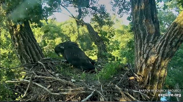 Decorah Eagles 7-23-20, 6:45 am DM2 fish to the nest, 34 & 36 arrive , 36 flies away with it смотреть онлайн