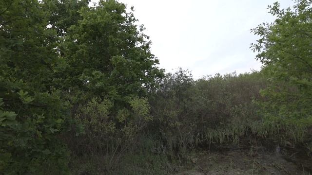 Прогулки по Киеву. Прогулка по паркам. Тамарикс или Манна небесная) 17 мая смотреть онлайн