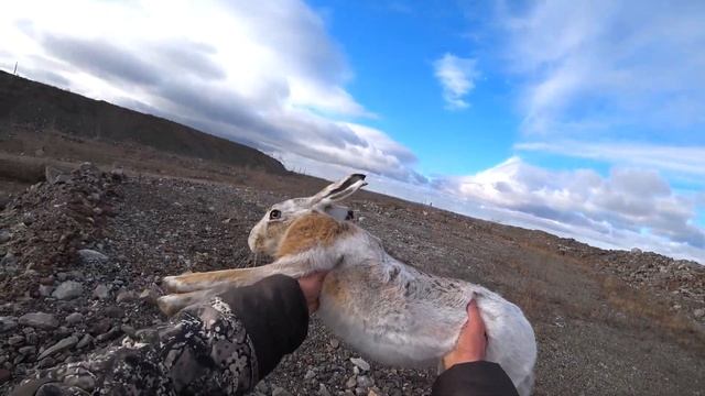 Охота на зайца.23-24г. 3 отличных трофея!