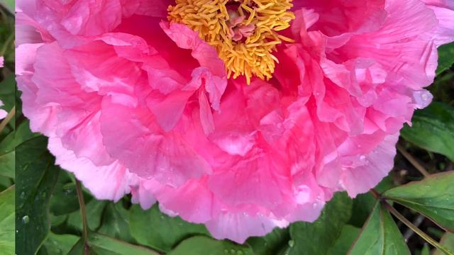 2020 Woody Tree Peonies смотреть онлайн