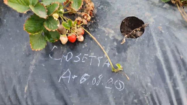 Фриго А+ плодоносит уже месяц на сорте КСД. смотреть онлайн