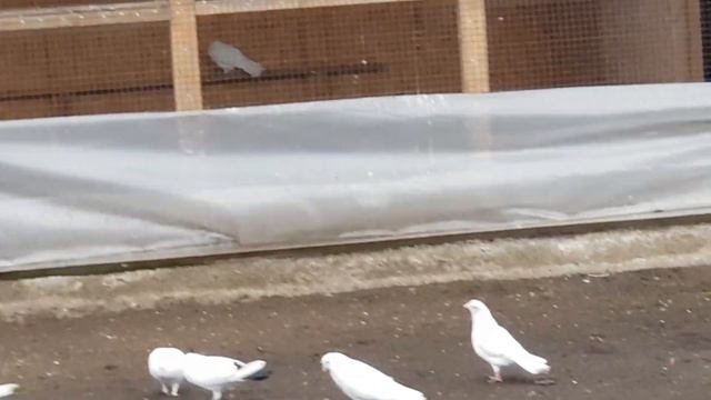 08.02.19. 16.00 выпустил голубей. смотреть онлайн