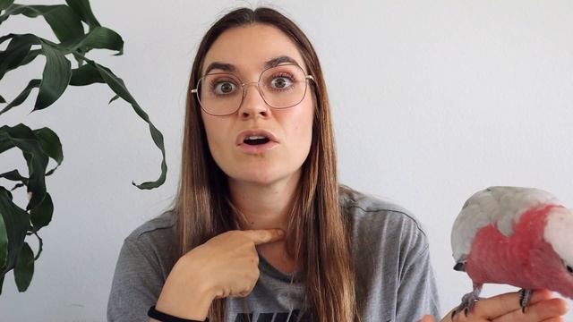 Medicating A Sick Galah | Signs & Symptoms Of Parrot Illness! смотреть онлайн