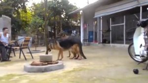 Собака Спаривание ★ Поддержка спаривания собак ★ Разведение собак