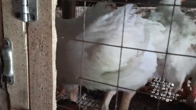 Удобный поильник для бройлеров . смотреть онлайн
