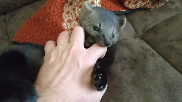 Зимняя шуба у соболя уже есть, а холодов ещё нет. смотреть онлайн