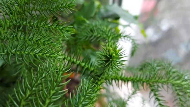 Верхушка-бабочка у араукарии смотреть онлайн