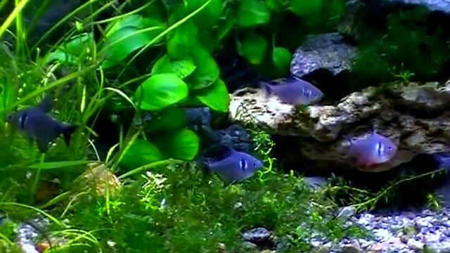 #Aquarium. Чёрный фантом. Black phantom. смотреть онлайн