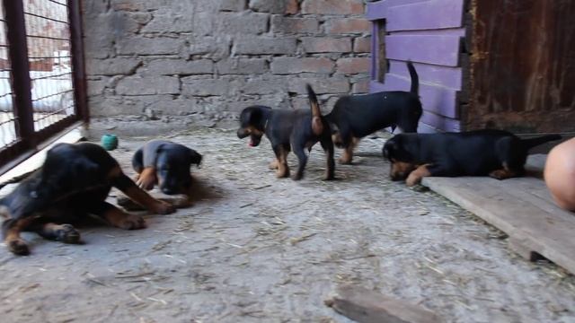 Щенки ягдтерьера смотреть онлайн