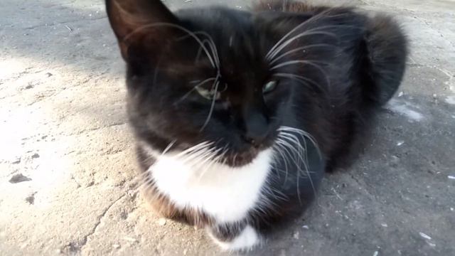 Замуррчательная кошка с изумрудными глазами и косит немножко（не бабло） смотреть онлайн