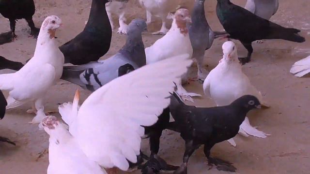 В гостях у Голубятника Д.Рамона Бухара г Какан,С Днём рождения visiting the Dovecote of D. Ramon!! смотреть онлайн