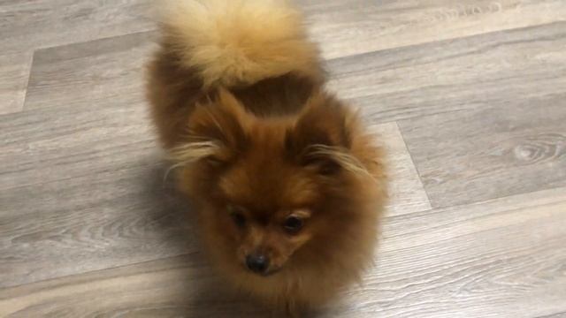 VLOG: ДЕНЬ С НАМИ, Меняем метрику щенка на родословную РКФ. Как это сделать? Цена? Померанский шпиц смотреть онлайн