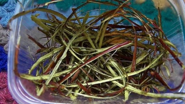 Ивы кора как природный антибиотик смотреть онлайн