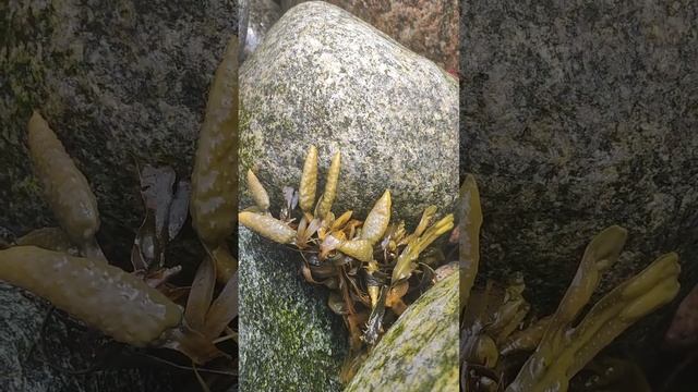 Морские водоросли, фукус пузырчатый смотреть онлайн