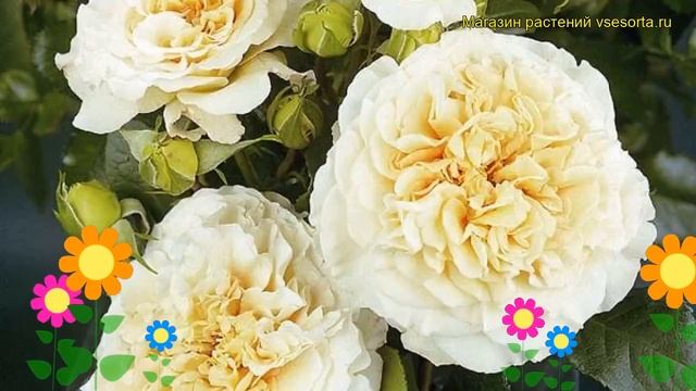 Роза чайно-гибридная Комтесса. Краткий обзор, описание характеристик, где купить саженцы Comtessa смотреть онлайн