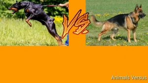 Немецкая овчарка против Доберман. Перезалив(22.04.19)