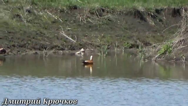 Интересная РЫБАЛКА на диком пруду в апреле 2020 в предгорье Северного КАВКАЗА, КУБАНЬ КЛАСС! смотреть онлайн