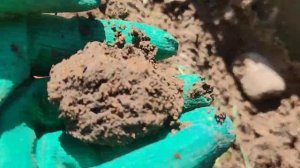 Гортензии метельчатые ? пересаживаю в открытый грунт.Чем заправить посадочную яму для гортензий ⁉️