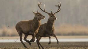 Ты олень тупой instrumental