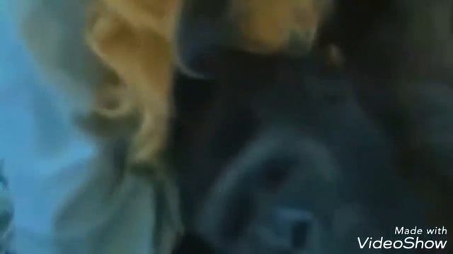 Горилла который умеет разговаривать жестами Обращение гориллы «КОКО» к человечеству.