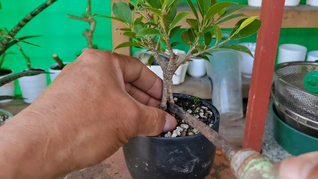 [bonsai diary] #81 Split Trunk Project Ficus Microcarpa Natural Bonsai #split_trunk_project смотреть онлайн