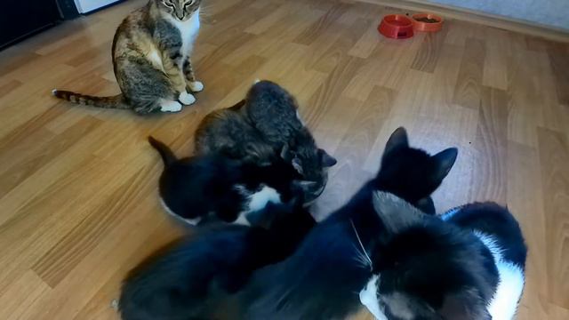 Время обеда у милых котят.Сами решили чем будут обедать. Lunch time at the cute kittens. смотреть онлайн