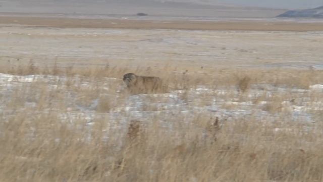 Манул|Pallas' cat смотреть онлайн