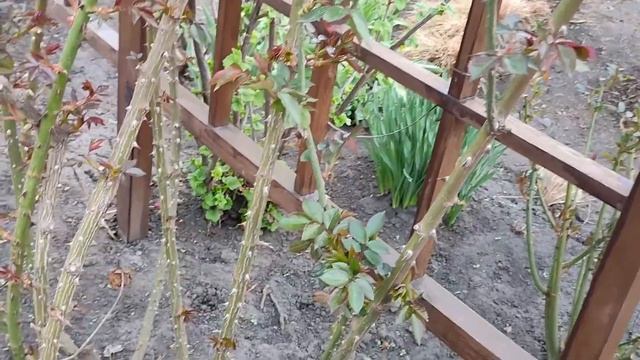 Правила обрезки плетистых роз разных групп