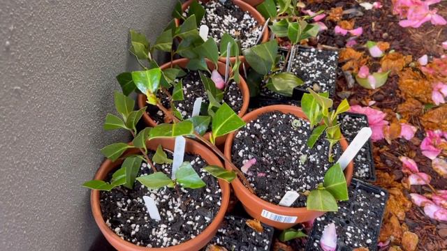 Camellia Japonica growth and propagation смотреть онлайн