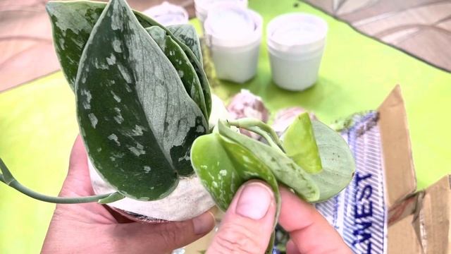 Запурхалась в названиях , в заказах , и посылками??♀️??? смотреть онлайн