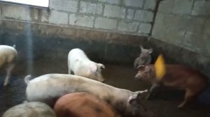 ОТКОРМ СВИНЕЙ НА ГОРОХЕ! 5 и 6 месяцев. Свиноводство.