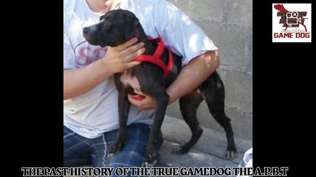 APBT BlackRock's Grand Champion Cheyenne 6XW BIS смотреть онлайн