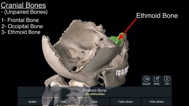 Skull bones name 3d animation markings, 14 facial bones and 8 Cranial bones names and their locatio смотреть онлайн