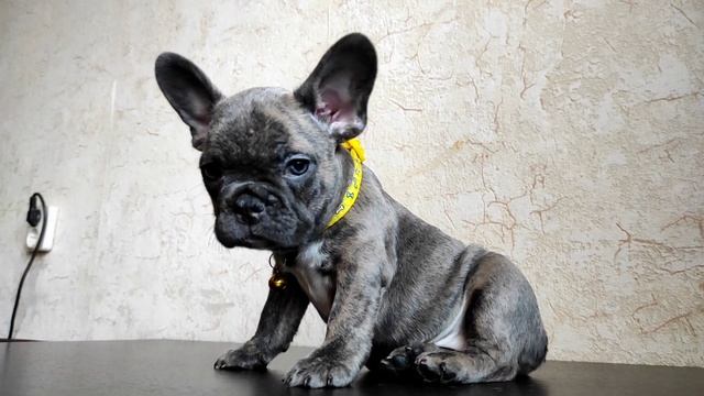 щенок французского бульдога редкого окраса Московская область. смотреть онлайн