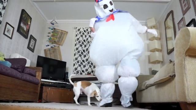 Dogs vs. Dancing Marshmallow Puft Man: Funny Dogs Maymo & Penny смотреть онлайн