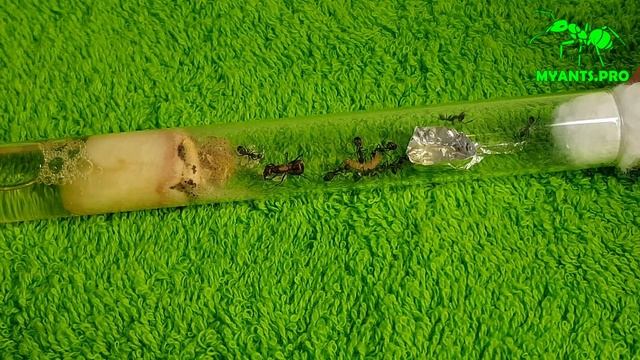 Обзор Camponotus nicobarensis смотреть онлайн