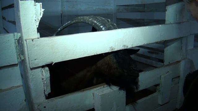 Разговор на бегу | Подворье Афанасий Рублёв | Быт смотреть онлайн