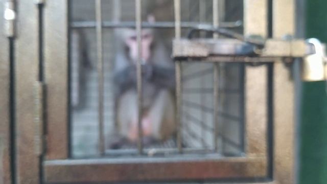 Кто съест перепелиное яйцо? / Who will eat a quail egg? смотреть онлайн