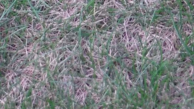 watch grass grow gameplay смотреть онлайн