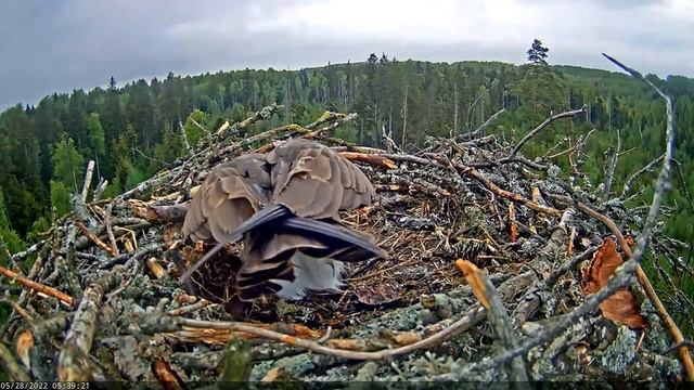 28.05.2022 Скопа Иво и Ирис. Рыба для Ирис (Эстония) - Osprey Ivo and Iris. Fish for Iris (Estonia смотреть онлайн