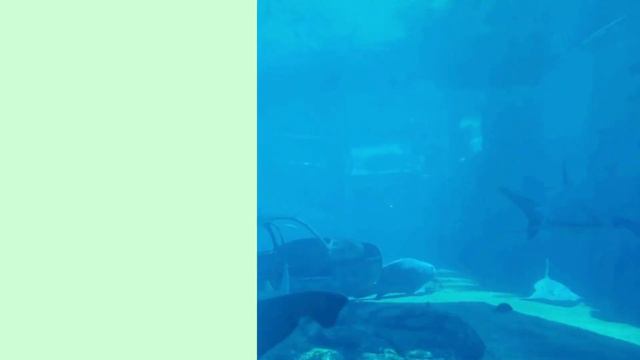 4k Fishes in the Ocean | Fishes in the Deep Blue Sea | The Colors of the Ocean смотреть онлайн